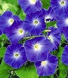 BALDUR Garten 1x Trichterwinde 'Blue Hardy', Pflanze im...