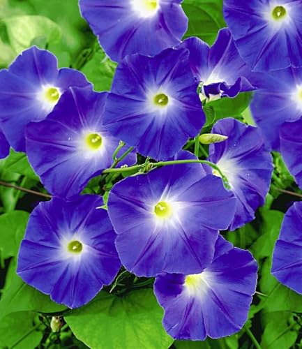 BALDUR Garten 1x Trichterwinde 'Blue Hardy', Pflanze im 12 cm-Topf, Ipomoea indica, Kletterpflanze winterhart, Prunkwinde, Wasserbedarf gering, blüht den ganzen Sommer
