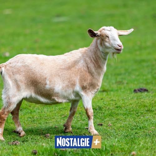 Connexion Nature &ndash; L&rsquo;&eacute;co-p&acirc;turage : quand les animaux remplacent les tondeuses