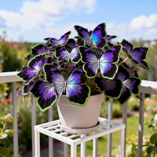 Kältefeste dauerhafte Ungewöhnliche Hosta SchmetterlingHosta Gartenkultur von Funkien Blütenbildend Optimale Gartenpflege Einzigartige Hosta-2Rhizome-C