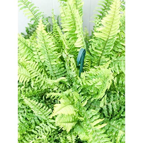 Amazon｜PLANCHU 観葉植物 ネフロレピス ハッピーマーブル 8号吊り鉢