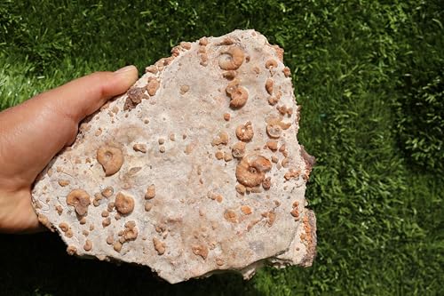 Image of Ammonites & Gastropods Plate Cretaceous Fossils Fossils from Morocco Fossil Rock ammonites Fossil from Morocco A201