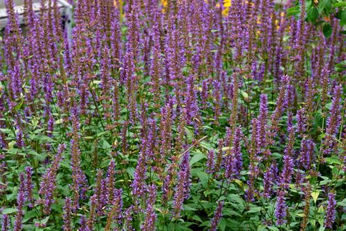 Duftnessel - Anis-Riesenysop - Agastache foeniculum - Ysop - Mehrjährig, Winterhart - 200 Samen