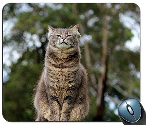 Q[}EX}bgALOA85388p[\iCYh`}EXpbhAꂽ~߃SKȃJX^}CYꂽRs[^}EXpbh