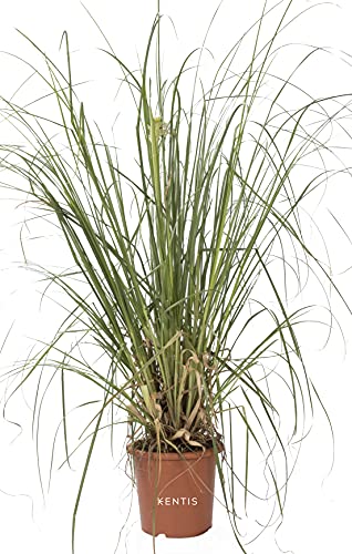 KENTIS - Cortaderia Selloana - Herbe de la Pampa - Plantes Naturelles d'Extérieur - H 80-100 cm Pot Ø 24 cm