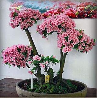 1: 50 Teile/beutel Seltene Bonsai 12 Sorten Azalea Seeds DIY Home & Amp; Gartenpflanzen Sieht aus wie Sakura Japanese Cherry Blooms Flower Seeds: Only Seeds