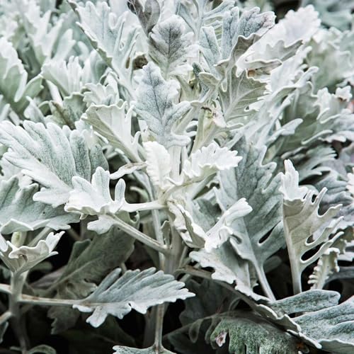 Cirrus Dusty Miller ~25 Seeds Pelleted | Senecio Cineraria | 84&ndash;91 Days | Extra Silvery Foliage...