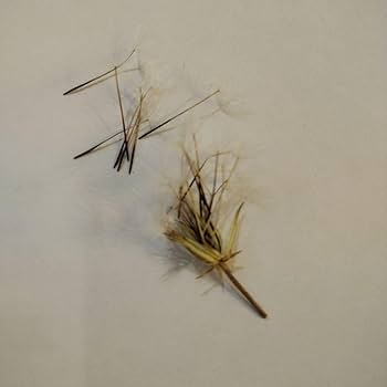 たんぽぽ❁ たんぽぽ（ベージュ×ホワイト）花柄- 布・生地の通販サイト