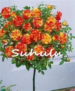 50 Unids Rosal, Rare White Rose Semillas, Semillas De ÁRboles Bonsai Semillas De Flores, Rosa ÁRbol Planta BalcÓN Y Yarda En Maceta para El Hogar JardÍN De PlantaciÓN