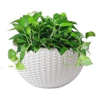 BricoQui Vaso A Parete Plastica Con Sottovaso Colore Terracotta A Muro Mezzaluna Fiori Piante Esterno Giardino - Foto 2