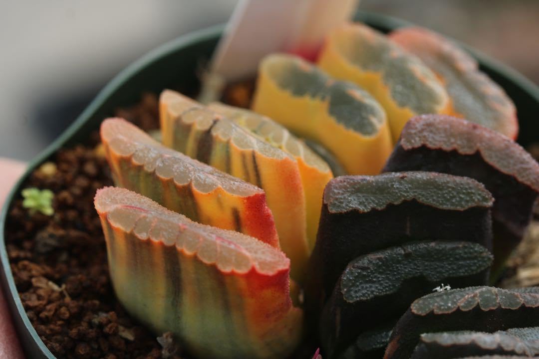 Amazon.co.jp: 多肉植物 ハオルチア 玉扇錦 極上斑入り : ホーム＆キッチン