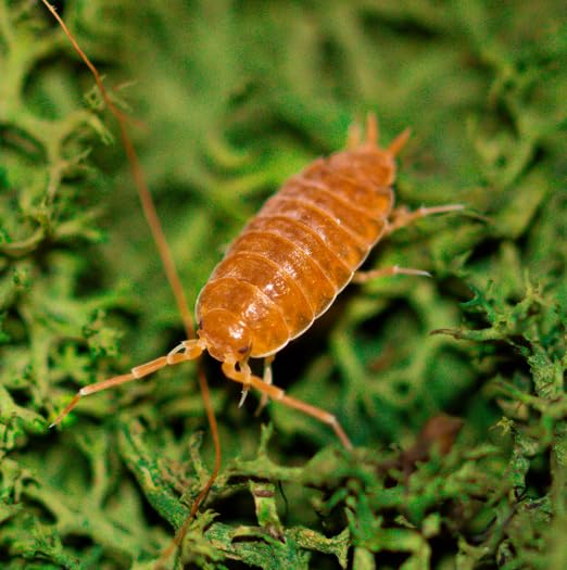 TC INSECTS Live 10ct Powder Orange Isopods (Porcellionides Pruinosus) Cleanup Crew & Reptile Food