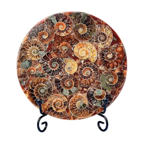 WNJZ Disc Fossil Conch with Stand Cover