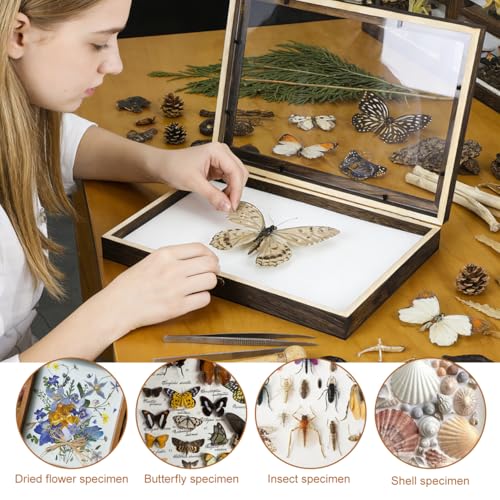 Image of Gatuida Insect Display Box Clear Top Specimen Storage Frame for Butterfly and Bug Collection Wooden Display Box with Mat Desktop Decor for Insect Specimens and Small Keepsakes