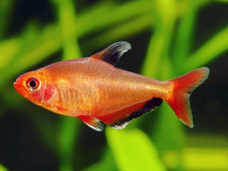 3 Red Serpae Tetras Gran Pescado Comunitario para Acuarios Más Pequeños