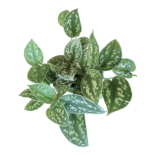 Hopewind Plants Shop Pothos Live Indoor Plant, 4 inch Pot, Variegated White and Green Leaves - Easy to Care for - Perfect for Indoor and Outdoor Home Decor, Office, and Gift (Satin Pothos)