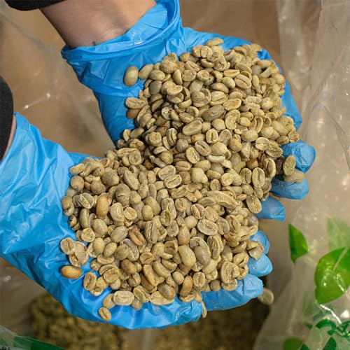 Image of Fresh Roasted Coffee, Unroasted Ethiopian Yirgacheffe Kochere, Kosher, 5 Pound