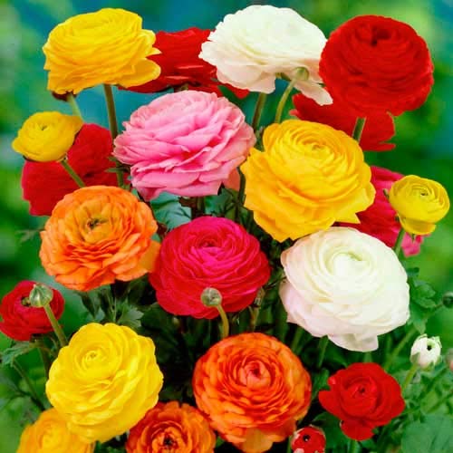 Indian Meadows | Ranunculus Flower Bulbs DWARF & DOUBLE- MIX (PACKS OF ...