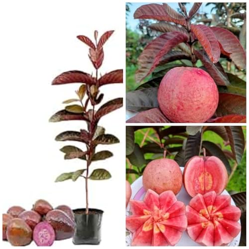 Image of Taiwan Pink Guava Plant Healthy Pink Guava plant grown By Air layering And Grafting For Early Fruiting Taiwan guava plant,CF SG53
