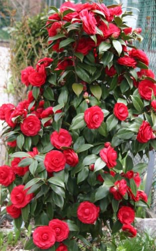 Image of Live Rare Variety Camellia Red Beauty Live Flower Plant Hybrid [height1.5-2 Feet Plant] Camellia Red Original Rare Variety Flower Plant For Home Graden outdoor Balcony Bush Tree (Pack OF 1)