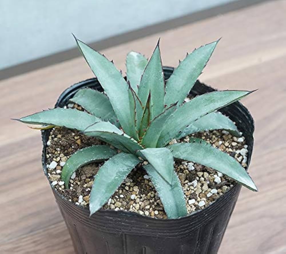 Amazon.co.jp: アガベ「ブルー・エンペラー」 5号ポット