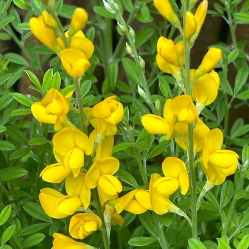 semi resistenti di ginestra - resistenti all'esterno, primaverili di ginestra balcone, decorazione soggiorno, giardino, 125pcs