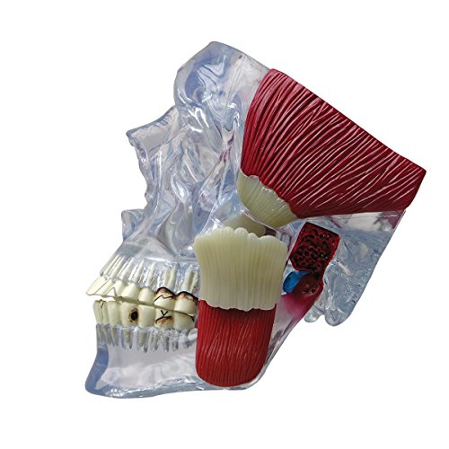 GPI Anatomicals 2880 Kiefergelenk Modell mit Muskeln