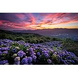 ND タペストリー アジサイ 紫陽花 花 インテリア 壁面 おしゃれ だまし絵 風景 景色 絶景 大判 大きい 癒し 部屋 飾り付け 季節 プレゼント 背景布 壁 インスタ映え 小物 布 テレワーク 背景 zoom 映え 雑貨 グッズ 富士山 グリーン 玄関 母の日 (デザイン4)