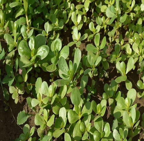 100pcs Green Portulaca oleracea Plant Seeds