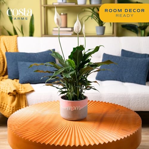Image of Costa Farms Peace Lily Live Plant in Decorative Pot, Air Purifying Flowering Indoor Houseplant, Perfect for Home, Room, or Office Decor, Great House Warming or Birthday Gift, 14-24 Inches Tall