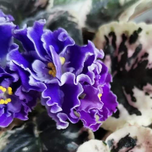 acquistare semi di violetta africana di aiuole rialzate, giardino roccioso resistenti di violetta africana da ombra, ornamentali, decorazione 300pcs