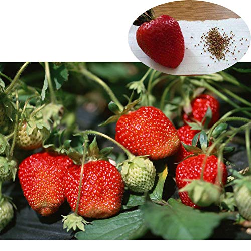 Maritown Strawberry Seeds for Growing, Easy & Fast Grow Plants Potted Fruit to Eat for Home Farm Backyard Garden Balcony 500 Seeds