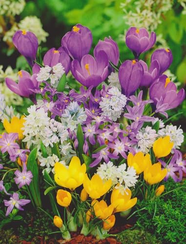 Buntes Blumenzwiebel Paket Bienenweide mit 100 Zwiebeln Krokusse Anemonen Blanda Schneeglanz Muscari...