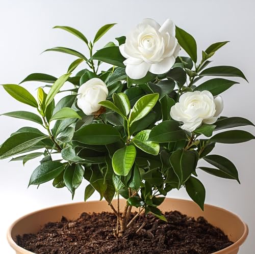 Image of All Seasons Gardenia /Gandharaj Live Plant - Fragrant Blooms Choice for gardens and indoor spaces