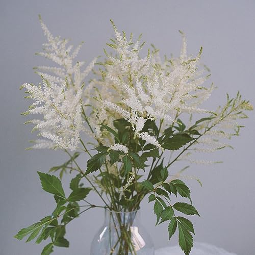 250 piezas semillas de astilbe arendsii, semillas de plantas, plantas perennes resistentes (Astilbe chinensis) decoración de jardín al aire libre, regalos de jardín plantas exóticas,