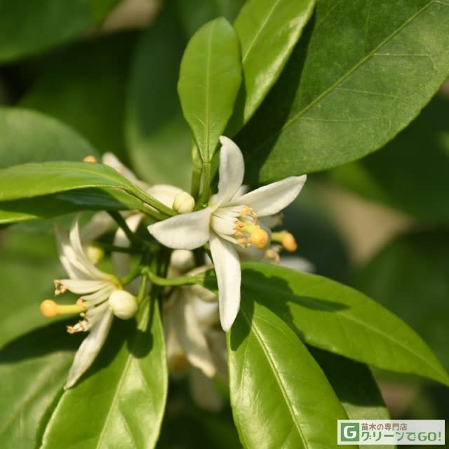 Amazon.co.jp: みかん 苗木 【田口早生 （たぐちわせ）】 3年生 接ぎ木