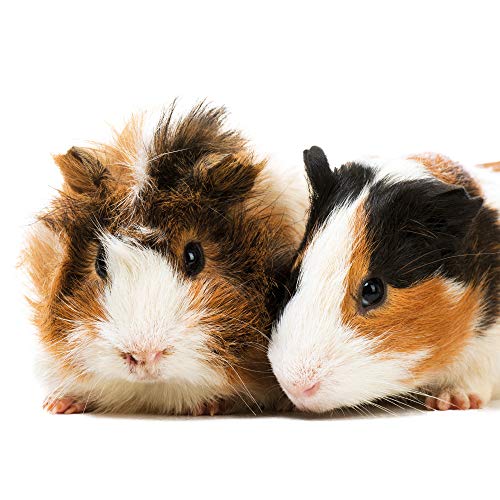 Beaphar 10083 Vitamine C tabletten 180 tabletten - Image 5