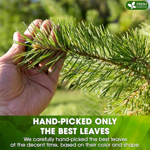 Image of FreshDrinkUS, Pine Needle Tea Bags - 135 Tea Bags, Naturally Caffeine-Free, Refreshing Herbal Tea, Wild-Harvested Pine Leaves, Aromatic and Soothing - Non-GMO & Eco-Friendly Packaging