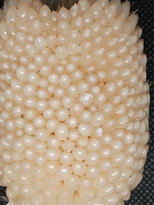 Maíz Fresa Blanco, Perlas de Maíz Crujientes