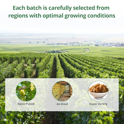 Naturebliss Premium Golden Raisins, Seedless Grape Dried Fruit Snacks, No Sugar Added, No Preservatives, Non-GMO, Naturally Shade-Dried Raisins, Healthy Power Gummy Snack (11 OZ/Pack of 1) - Image 3