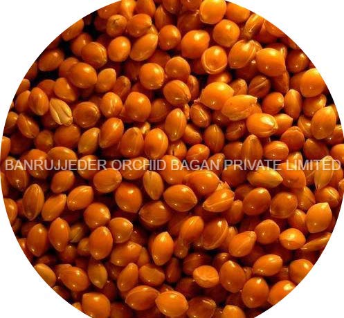 BANRUJJEDER ORCHID BAGAN PRIVATE LIMITED All Life Stages Red/Finger Millet For Bird Food, 450 Gram (B08MQR5KR7) Amazon Price History, Amazon Price Tracker