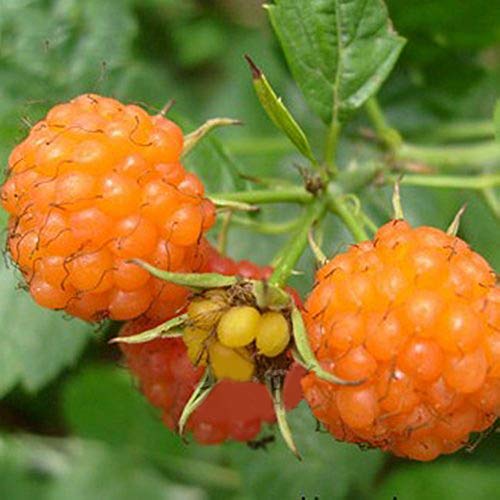 Hung Kai 50pcs Rare Delicious Raspberry Fruit Seeds Sweet Juicy Raspberries Garden Plant (B)