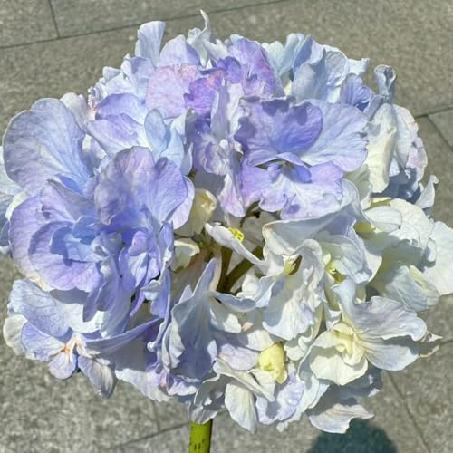 300 piezas de hortensias semillas resistentes - de jardín resistentes, semillas trepadoras, prado silvestres perenne