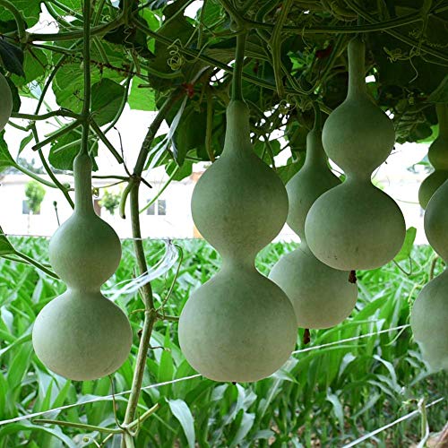 Weinflasche Kürbiskerne 5 Stück Lagenaria Siceraria Kürbisrebe Bio-Gemüse Frische Premium-Pflanzen Samen zum Pflanzen Garten im Freien