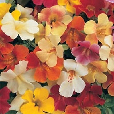 Magic Ball Mimulus Mix pellettato 40 semi