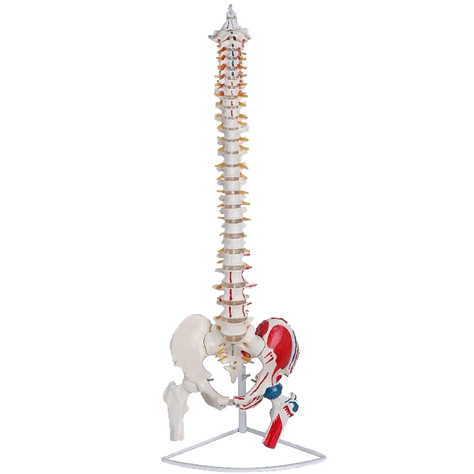 YYFGJCC Human Spine Model Skeleton,85cm Realistic Anatomical Bone Model,life-size Vertebrae with Nerves/vessels/pelvis/femur/muscle Starting and Ending Points,for School Education and Teaching