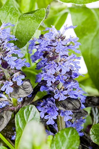 Ajuga reptans 9x9 cm Topf – Winterhart, Mehrjährig, Pflegeleicht – Kriechender Günsel – Bodendecker für Garten & Beet