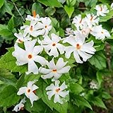 QAUZUY GARDEN 120 Night-Flowering Jasmine Seeds, Night Scented Jasmine, Parijat, Jessamine, Beautiful Perennial Fragrant Flowering Plant, Striking Accent Landscape Plant