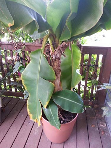Plants Point Live Hybrid Banana Plant Kerala Njalipoovan 1 Live Plant (B081PBV6CW) Amazon Price History, Amazon Price Tracker