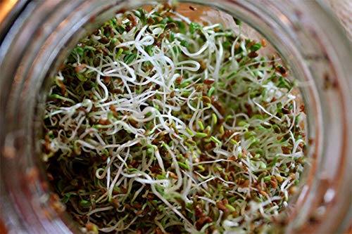 GETSO ORGANIC SPROUTING SEEDS ALFALFA 40GM #4454